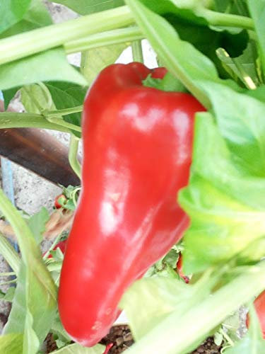 GRAINES PIMENT D'ESPELETTE+ PIMENTA DEL PIQUILLO