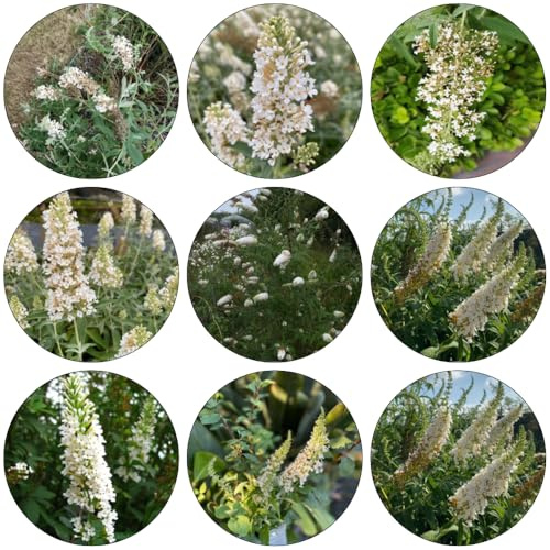semi di Buddleja davidii - giardino ombra, resistenti interni estremamente resistenti 600pcs