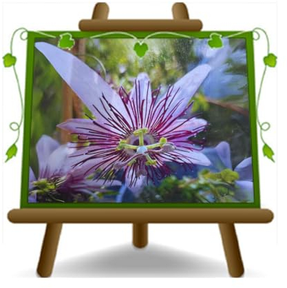 Klara Plante grimpante en pot de 17 cm, hauteur 70 cm