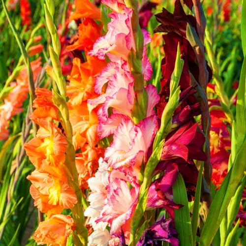 Bulbo De Gladiolo-Planta De Gladiolos,Gladiolos Bulbos,Gladiolusa,Gladiolus Tristis,Flores Ornamentales-5Bulbos-d