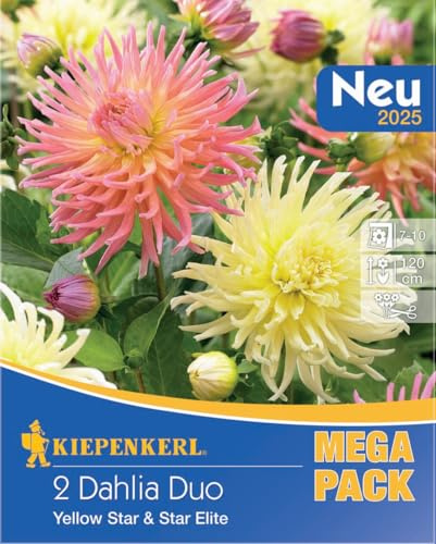 Kiepenkerl Dahlien Duo Yellow Star & Star Elite 737884 - mehrjährige Blumen mit beeindruckenden zweifarbigen Blüten - Dahlienknollen, Blumenzwiebeln