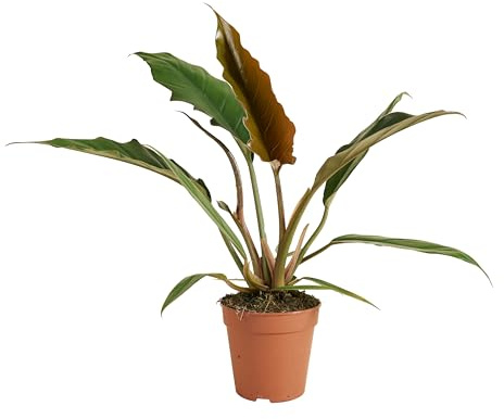 Bloomique - Philodendron Bipinnatifidum Choco Empress - Zimmerpflanzen - Luftreinigend - Höhe 15-25 cm - 12 cm Topf