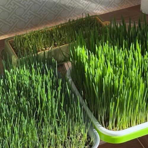 katzengras nachhaltige produkte balkonpflanzen wildkräuter kräuterpflanzen seltene kräutersamen alte sorten kräutergarten steingartenpflanzen winterhart exotische grünpflanzen 50Samen