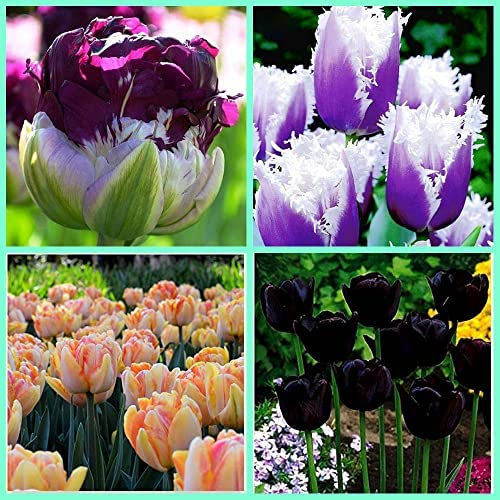 Di bulbi di tulipano da piantare in vasi da giardino per l'abbellimento Selezione Multipla-5Bulbis,B