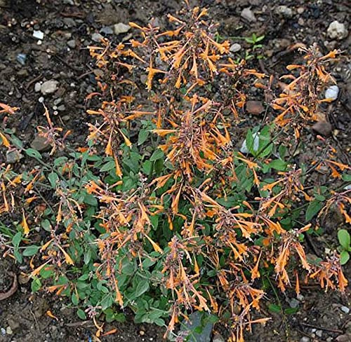 Duftnessel Apricot Sprite - Agastache aurantiaca - lebende Gartenpflanze aus den Baumschulen