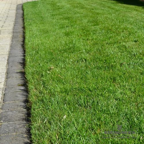 Generisch 5 kg Rasenmischung für Mähroboter - für 200 m² - Grassamen - Premium Rasensamen mit 7,5% Poa supina - Neunalage - Nachsaat