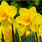Bulbos de narciso. Hierba perenne resistente al frío. Una de las diez flores tradicionales. Fácil de cultivar.-10 bulbos-D