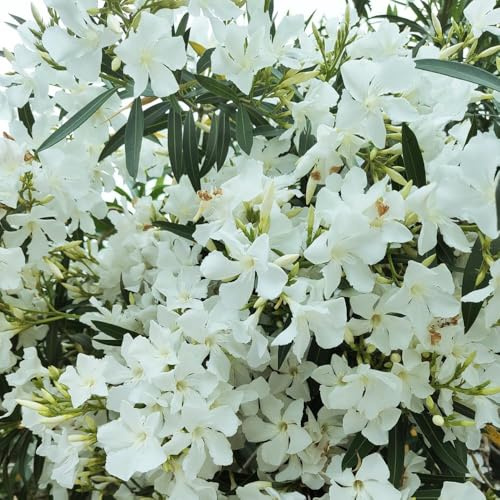 15 piezas semillas de adelfa - de primavera en resistentes, semillas jardín resistentes, trepadoras, perennes