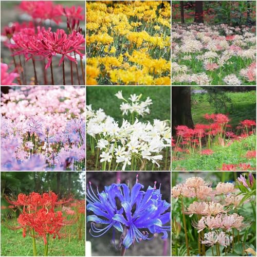 bulbos de lirio araña - de interior jardín camas elevadas para jardín la sangre decorativas 8pcs