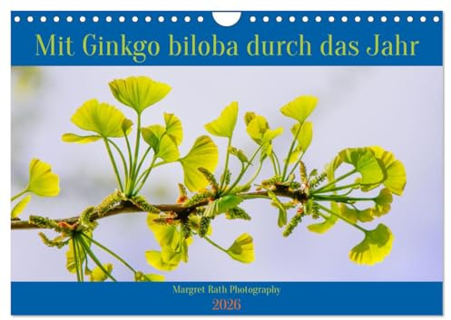 Mit Ginkgo biloba durch das Jahr (Wandkalender 2026 DIN A4 quer), CALVENDO Monatskalender: Mit seinen einzigartigen, fächerförmigen Blättern ist der ... und Gärten eine Augenweide. (CALVENDO Natur)