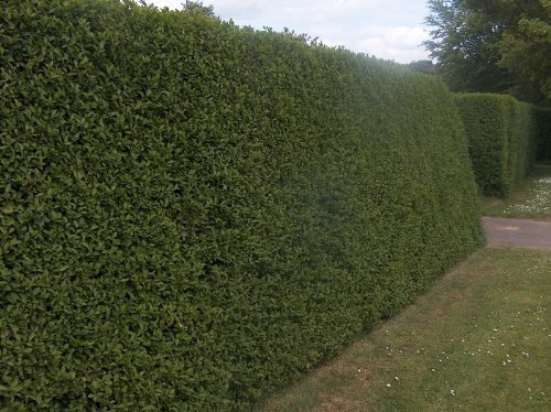 50 Green Privet Hedging Ligustrum Plants Hedge 40-60cm,Quick Growing Evergreen, Bare Root