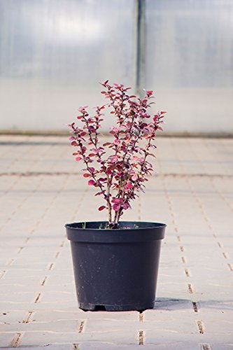 Berberis thunbergii 'Atropurpurea' 40–60 cm – Winterhart, Mehrjährig, Pflegeleicht – Heckenberberitze – Heckenpflanze für Garten & Sichtschutz