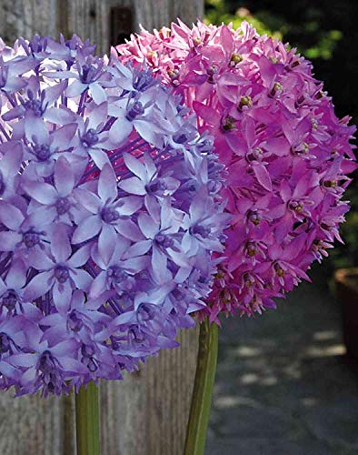 artplants.de Artificial allium flower LIECHA, purple, 80cm, Ø14cm - Plastic allium - Garlic plant