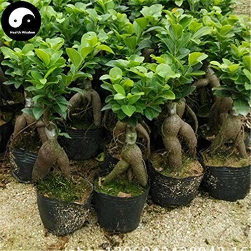 Erwerben Sie Ficus Microcarpa Albero Semi 100 Stück Radici Delle Piante Ginseng Ficus Bonsai