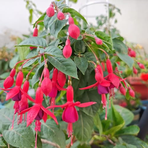 fuchsien kaufen, hochbeet balkon, garten exotische 500samen