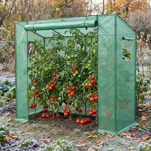 Aufun Gewächshaus Foliengewächshaus mit 2 Belüftungsfenster 200x80x150 cm, Stabil Begehbarers Tomaten Foliengewächshaus Balkon Outdoor, Winterfest Tomatenhaus für Optimales Pflanzenwachstum