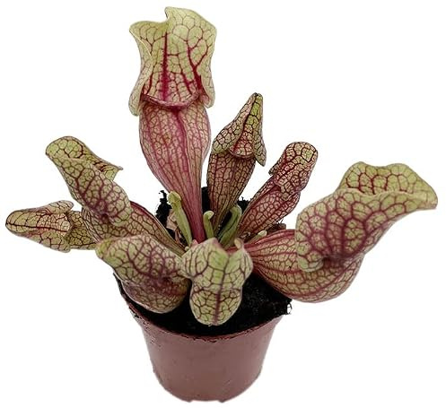 Fangblatt - Sarracenia Purpurea ssp. Venosa Gr. M - bauchige Schlauchpflanze - winterharte fleischfressende Pflanze - exotische Karnivore