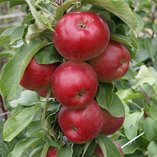 1a-plant Jarle (R) Säulenapfel saftig süß mit gutem Säureanteil Geschmackssieger 60-80 cm 5 L Topf M7