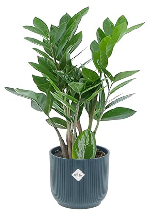 KENTIS - Zamioculcas Zamiifolia - Piante Vere da Appartamento - Pianta Purificante Aria - Facile Cura - H 40-50 cm Vaso Ø 12 cm