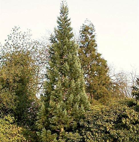 Blauer Kalifornischer Mammutbaum 60-80cm - Sequoiadendron giganteum - lebende Gartenpflanze aus den Baumschulen