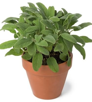 50 graines de sauge verte