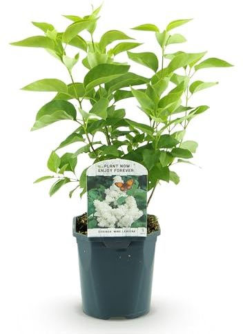 Green boutiQ - Gartenpflanze - Syringa vulgaris Mme Lemoine - Gewöhnlicher Flieder - Winterhart - Weiß - 1 Pflanze - Topf 17cm - Höhe 45cm
