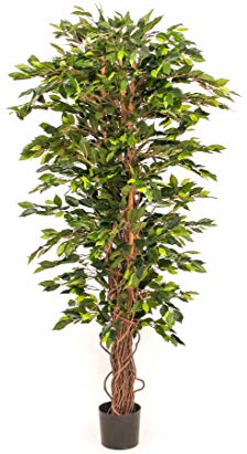 Großer Ficus Benjamini Kunstbaum 210cm hoch mit verdrehten Naturstämmen und 1920 Blätter