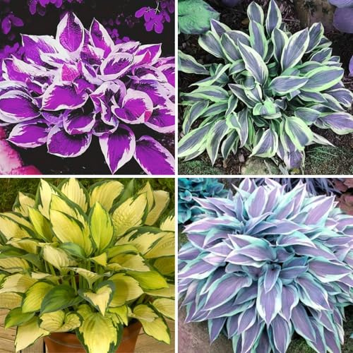[VCUYHKMB] Funkien winterhart kaufen - Hosta Winterhart - Premium Funkien Rhizome zum Direkten Kaufen-8Rhizome-E