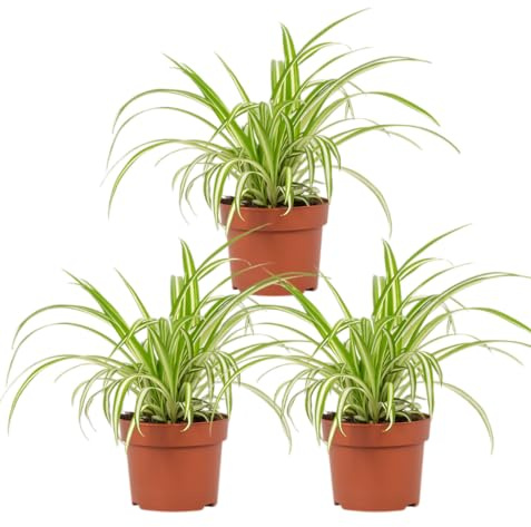 Grünlilie | 3er-Set | Chlorophytum | ca. 40-50 cm | ø 12-15 cm Topf | Pflegeleichte Zimmerpflanzen für Wohnung und Büro | Qualität vom Pflanzen Profi | Ideale Raumbegrünung