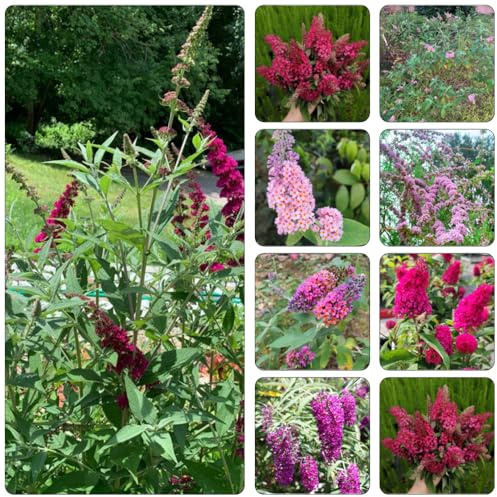 Buddleja davidii - semi balcone primavera perenne resistenti, giardino estremamente resistenti 30pcs