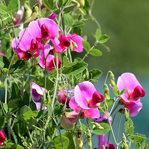 Benoon Graines De Pois De Senteur, 50pcs / Sac De Graines De Plantes Rustiques à Croissance Rapide Graines De Pois De Senteur Multicolores Pour Le Jardin Graines de pois de sueur