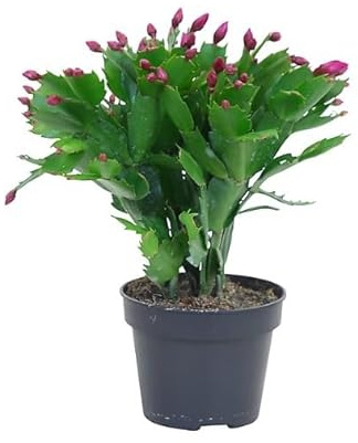 Cactus de Navidad Schlumbergera: La Planta Perfecta para la Decoración Navideña