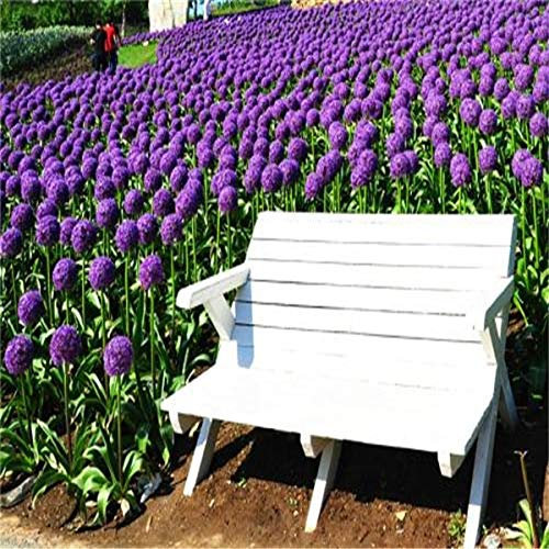 Kalash Neue 100 Stück Lauch-Giganteum-Gemüsesamen für den Garten, funkelndes Veilchen