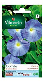 Vilmorin - Sachet graines Ipomée Géante bleue