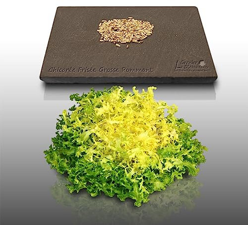 250 graines à semer - Le Grenier d'Abondance - CHICOREE FRISEE Grosse Pommant Seule - Cichorium