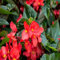 100 semillas de flores de begonia roja gigante nuevas