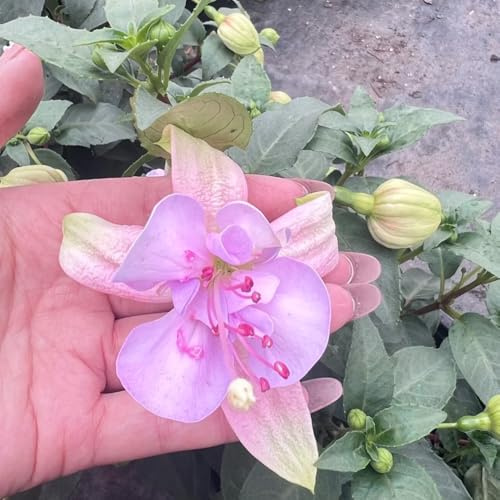 fuchsiensamen - fuchsien winterharte deko balkon blumensamen mehrjährig winterhart gartenblumen, schnell wachsende 400pcs
