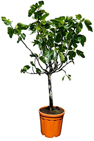 Tropictrees Ficus Carica - Figuier - 150 cm - Circonférence du tronc 14-16 cm - Résistant au froid - A+