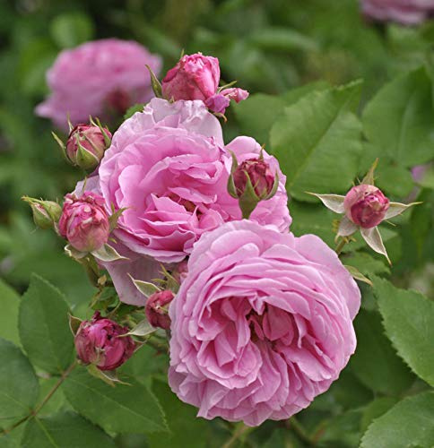 Historische Rose Louise Odier 30-60cm - lebende Gartenpflanze aus den Baumschulen