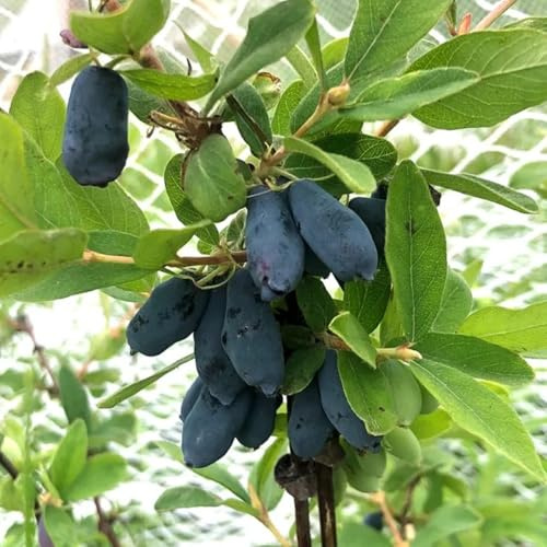 honigbeere - sibirische blaubeere exotische winterfeste balkon Lonicera caerulea hecken sträucher deko wohnzimmer schnell wachsende sträucher baumsamen gartendeko für draußen 25samen