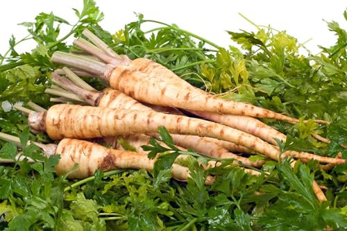 JustSeed - Vegetable - Parsley - Hamburg - Turnip Rooted - 3000 Seeds