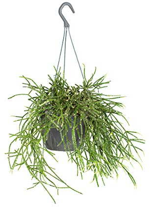 Bloomique - Rhipsalis Pilocarpa - Korallenkaktus - Sukkulente - Hängepflanzen - Zimmerpflanzen - Luftreinigend - Tierfreundlich - 30-40 cm Hoch - Hängetopf 17 cm
