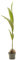 Planta Palmera Cocotera natural en maceta de Ø19cm (altura total aproximada 130cm) Verdecora