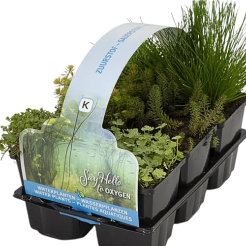 IFLO® 6er Set Sauerstoff Teichpflanzen – Wasserpflanzen für klares Wasser – Winterhart & Pflegeleicht – Nachhaltig aus Holland – Zone 5