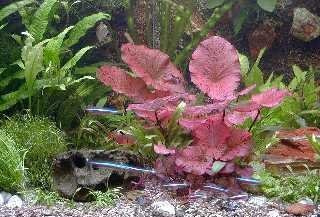 5 Bund Aquarienpflanzen und 2 Tigerlotus, Lotus