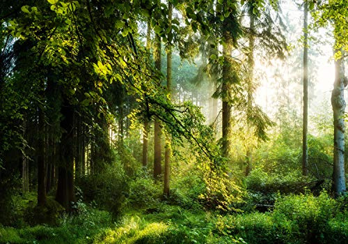 wandmotiv24 Fototapete Wald Wiese Bäume, XL 350 x 245 cm - 7 Teile, Wanddeko, Wandbild, Wandtapete, Grün, Baum, Natur M5673