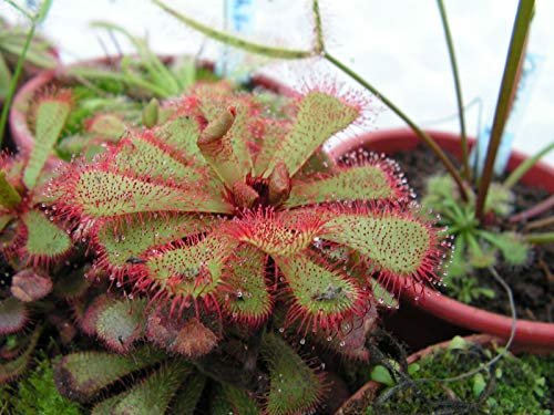 Drosera Slackii Drosera Rare Un Esemplare - Pianta Carnivora