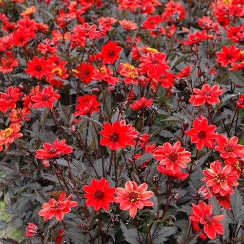 Dahlie Pulp Fiction | 1 Stück | Knolle | Topfpflanze | Geeignet für Kübel | Orange | Rot | 100% Blütegarantie | QFB Gardening
