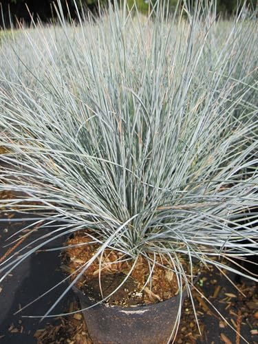 Blau-Schwingel Uchte - Festuca cinerea - Ziergras - 25-30cm