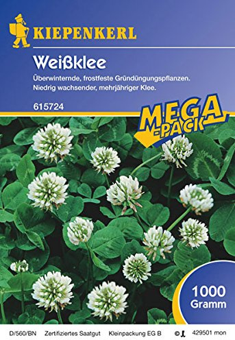 Weißklee - 1 kg Gründünger Mega-Pack